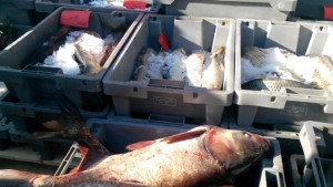 Шаранът за Никулден до 650 лв за килограм