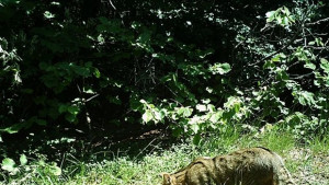 Фотокапани заснели котки хибриди на Витоша