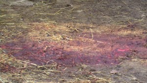 Вандалщина Заклаха две камерунски кози и пет заека от Зоокът