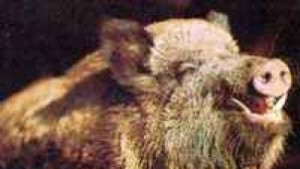 По слаб улов на диви свине повече случаи на трихинелоза