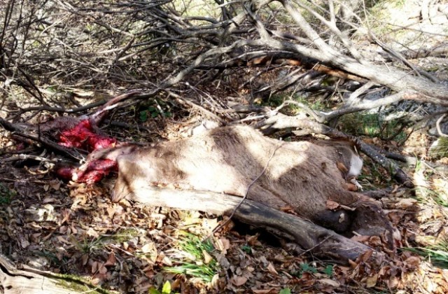 Горската стража залови бракониери, убили благороден елен край село Зелено дърво