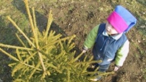 Кметът Даниел Панов подари живи коледни дръвчета на всички детски