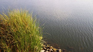 Глобиха фирма изхвърлила джибри на неразрешено място