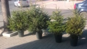 Купи жива елха помогни на дете