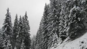 Студено с валежи от сняг в Котелско