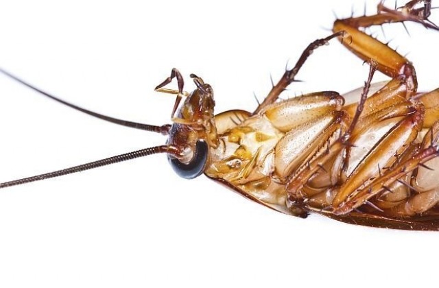 Само най-атрактивните мъжки хлебарки привличат партньорки
