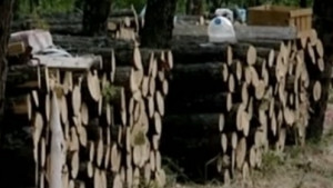 Уволняват неудобни служители на горското стопанство във Велинград