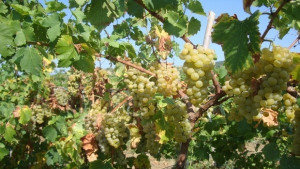 Изтича крайният срок за закупуване на права за засаждане на