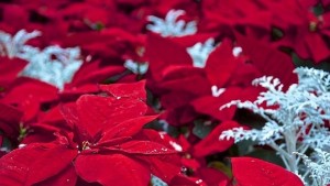 12 декември е Международният ден на Коледната звезда