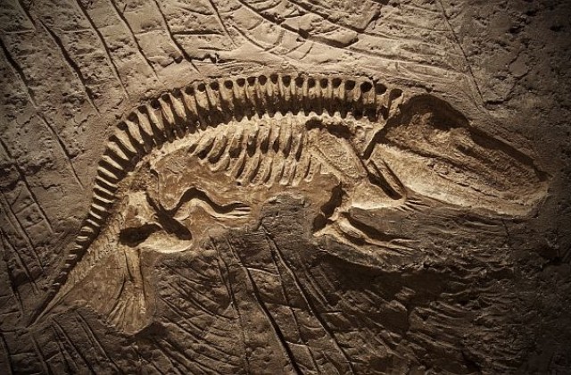 Учени откриха фосили от малък мозазавър в Япония