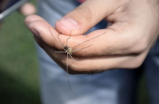 Учени лекуват страх от паяци за две минути