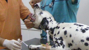 14 декември празник на ветеринарните специалисти