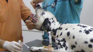 14 декември празник на ветеринарните специалисти