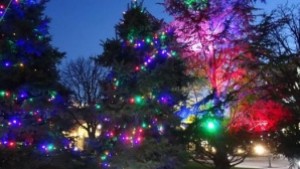 Грейнаха елхите пред община Тунджа и в село Козарево