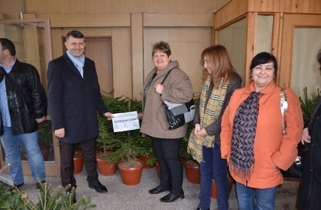 В Пловдив раздадоха 20 живи коледни дръвчета