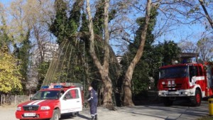 В зоопарка тренираха спасяване на избягал тигър СНИМКИ