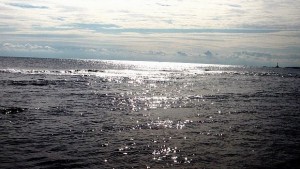 Вредните вещества в рибата в Черно море под средното за