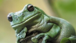 Изследователи откриха 6 нови вида жаби