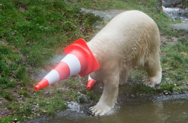 Най-старата полярна мечка в САЩ празнува с ледена торта и тикви