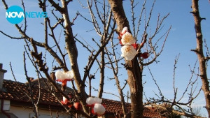 Кайсия цъфна в село Черноземен