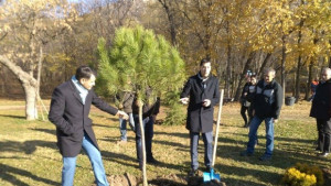 Ще маркират дърветата които ще бъдат отсичани
