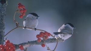 Защо птиците не побеляват с годините