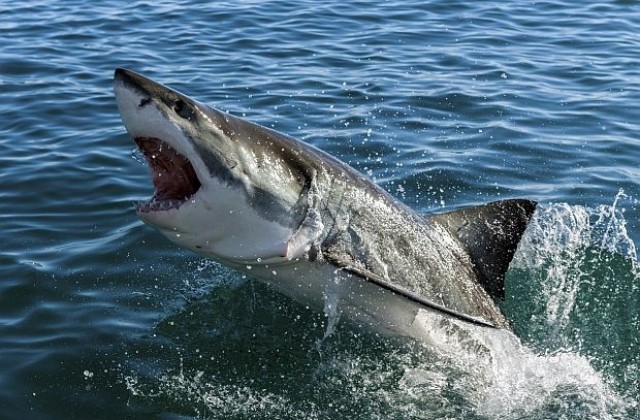Акула скочи на сърфа на австралиец край Сидни