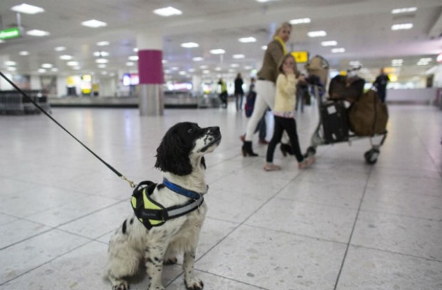 Кучета-терапевти помагат на пътниците в летищата