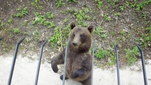 Безсъние и любовна мъка терзаят плевенския мечок Костадин в Добрич