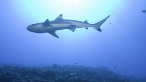 Откриха нов вид светещи акули СНИМКИ