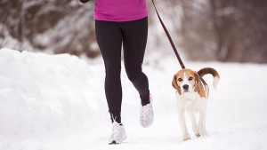 Как да се грижим за домашните любимци в празничните дни