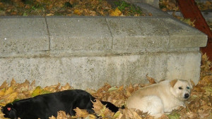 43 изоставени кучета в Казанлък станаха новодомци