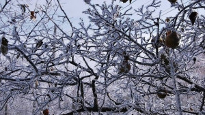 Малко над 1480 са отпуснатите целеви помощи за отопление