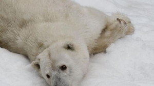 Температурите на Северния полюс се вдигнаха над нулата