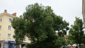 Старият бряст в Сливен загива