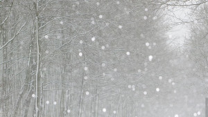 През целия ден ще вали сняг очаква се снежна покривка