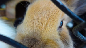 В зоопарка пак събират елхички за животните