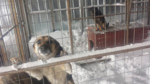 Кучета умряха в приюта в Каменар природозащитници обвиняват служителите