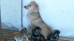 Все повече граждани осиновяват кучета от общинския приют в Стара