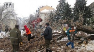 40годишен явор падна в центъра на Плевен