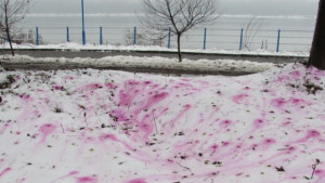 Червен сняг стресна русенци СНИМКИ