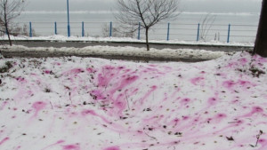 Червен сняг стресна русенци