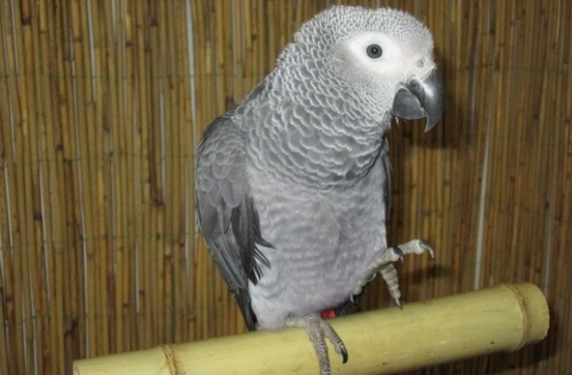 Плевен е домакин на атрактивна изложба на папагали от три континента