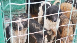 Гонят доброволци от кучешки приют