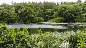 Правят 40то преброяване на зимуващите водолюбиви птици