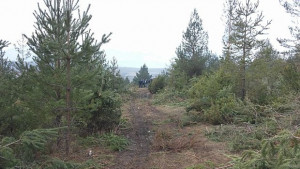 Уволниха горски шефове
