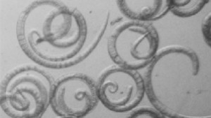 Ловният сезон завърши с 8 случая на трихинелоза при диви