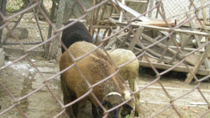 За първи път от 15 години има прираст в овцевъдството