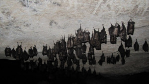 Природен парк Врачански Балкан събира прилепарите от цяла България