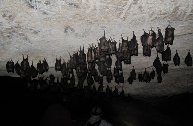 Природен парк Врачански Балкан събира прилепарите от цяла България